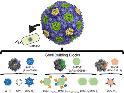 Towards using bacterial microcompartments as a platform for spatial metabolic engineering in the industrially important and metabolically versatile Zymomonas mobilis